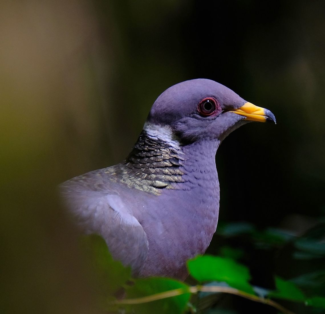 Band-tailed pigeon  Band-tailed pigeon,Geotagged,Patagioenas fasciata,Summer,United States,bird