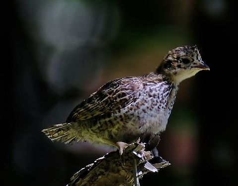 Baby Ruffed Grouse  Bonasa umbellus,Geotagged,Ruffed grouse,Summer,United States,bird