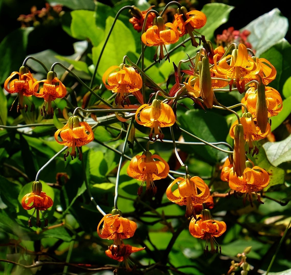 Tiger Lily  Columbia Lily,Geotagged,Lilium columbianum,Lily,Summer,United States