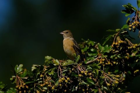 Lazuli Bunting Female Geotagged,Passerina amoena,Songbirds,Summer,United States,lazuli bunting