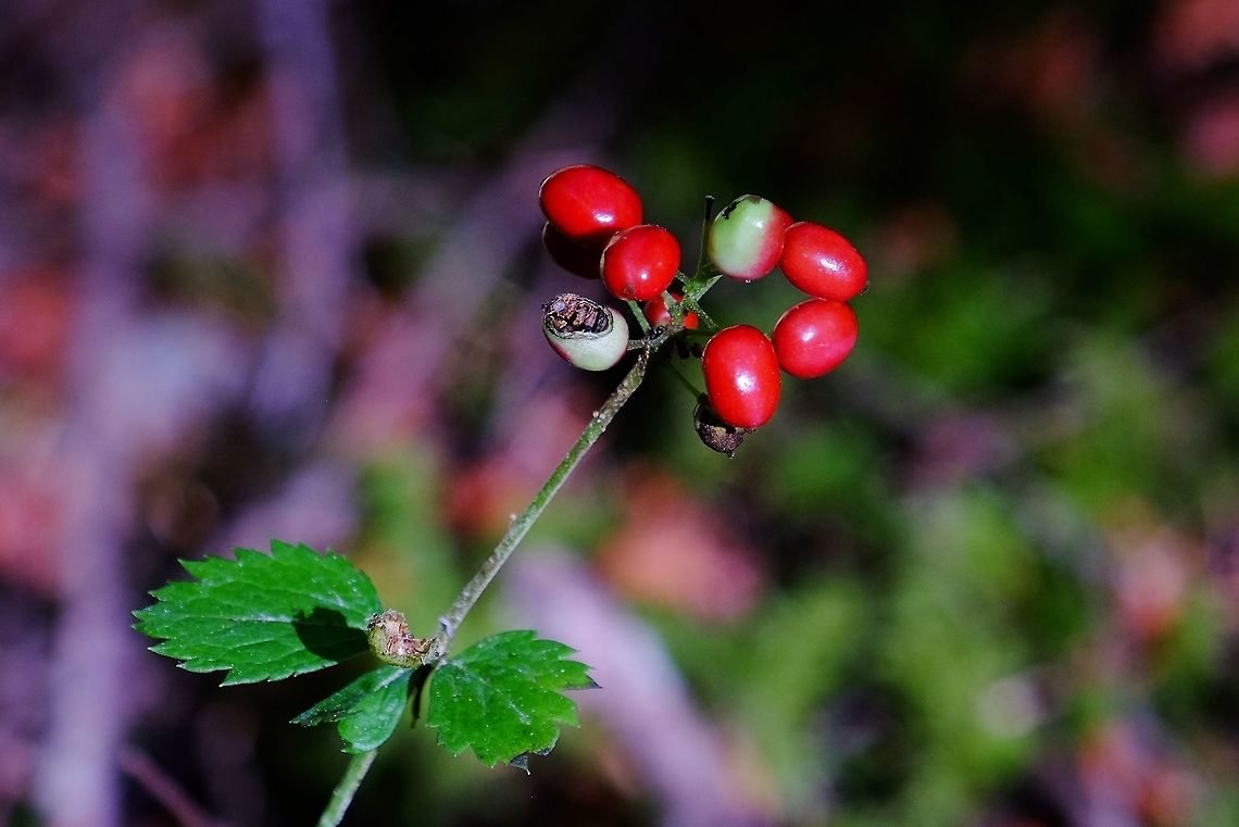 Baneberry  Actaea rubra,Geotagged,Red Baneberry,Summer,United States,berry