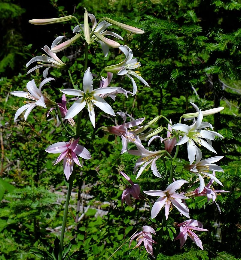 Mt.Hood Lily  Geotagged,Lilium washingtonianum,Summer,United States,Washington lily,Wildflowers