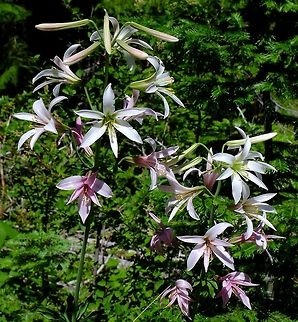 Mt.Hood Lily  Geotagged,Lilium washingtonianum,Summer,United States,Washington lily,Wildflowers