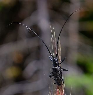 White-spotted sawyer Monochamus scutellatus Geotagged,Monochamus scutellatus,Summer,United States,beetle,monochamus scutellatus