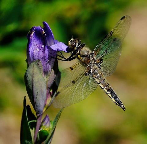 Four-spotted Chaser  Dragonfly,Four-spotted chaser,Geotagged,Libellula quadrimaculata,Summer,United States