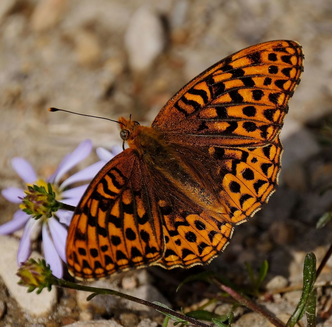 Great Spangled Frittilary Speyeria cybele Butterfly,Geotagged,Great Spangled Fritillary,Speyeria cybele,Summer,United States