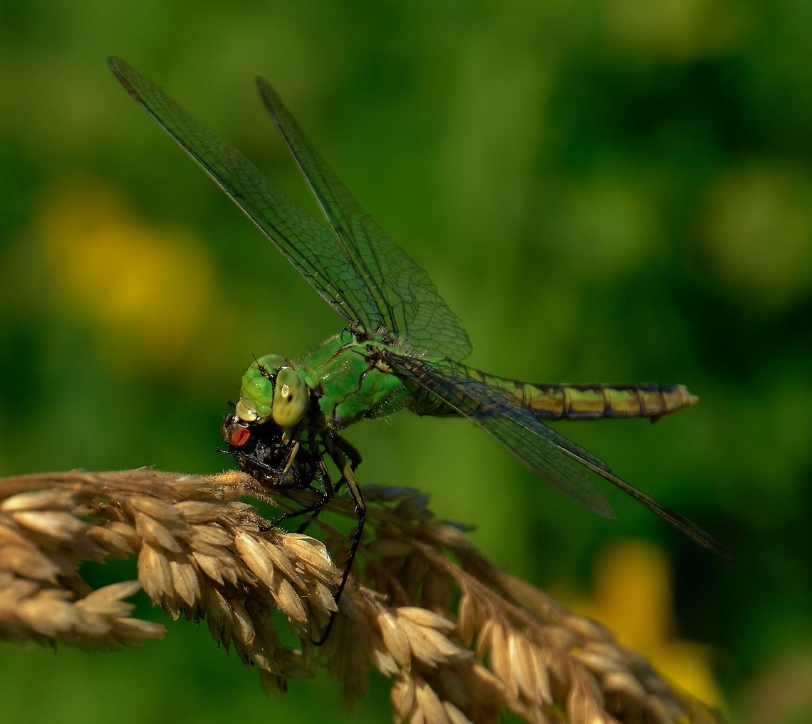 Yummy Pondhawk eating big fly. Dragonfly,Erythemis collocata,Geotagged,Summer,United States,Western pondhawk