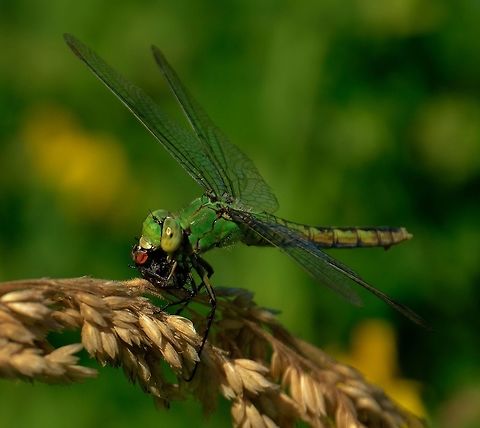 Yummy Pondhawk eating big fly. Dragonfly,Erythemis collocata,Geotagged,Summer,United States,Western pondhawk