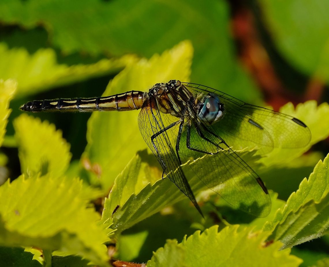 Blue Dasher-female  Blue dasher,Dragonfly,Geotagged,Pachydiplax longipennis,Summer,United States