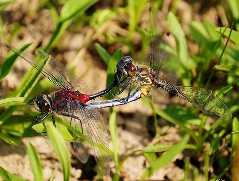 Crimson-ringed Whiteface  Crimson-ringed whiteface,Dragonfly,Geotagged,Leucorrhinia glacialis,Summer,United States