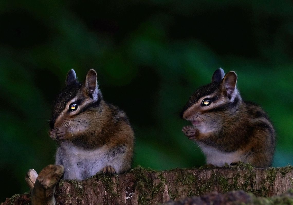 Aliens A young chipmunks Geotagged,Neotamias townsendii,Summer,Townsends chipmunk,United States,townsend's chipmunk
