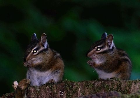 Aliens A young chipmunks Geotagged,Neotamias townsendii,Summer,Townsends chipmunk,United States,townsend's chipmunk