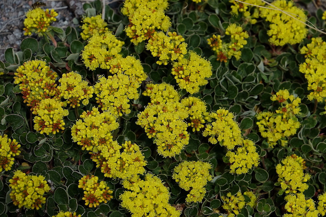 Marum-leaved Buckwheat eriogonum marifulium Eriogonum marifolium,Geotagged,Summer,United States,Wildflowers