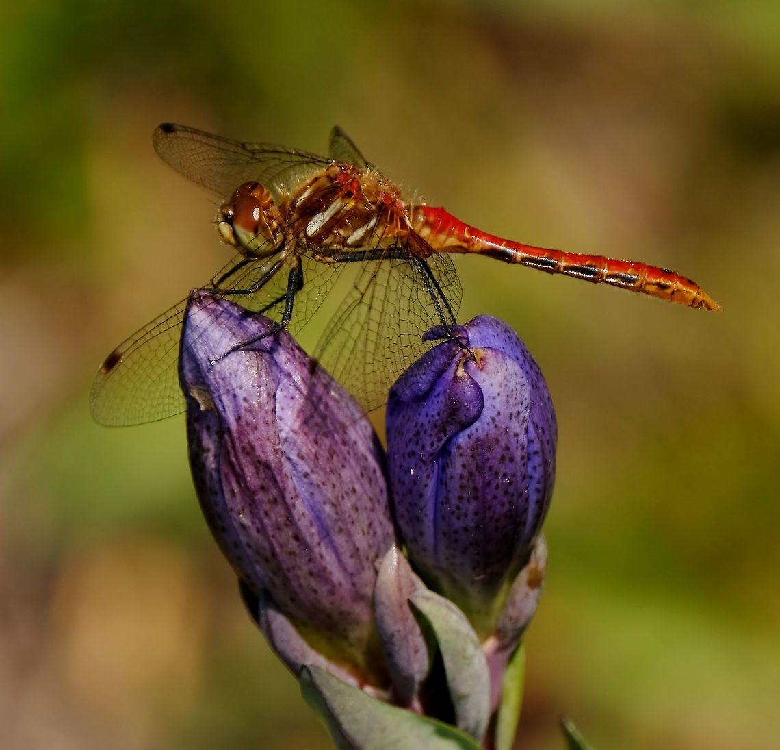 Striped Meadowhawk  Dragonfly,Geotagged,Striped meadowhawk,Summer,Sympetrum pallipes,United States