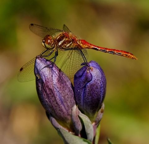Striped meadowhawk