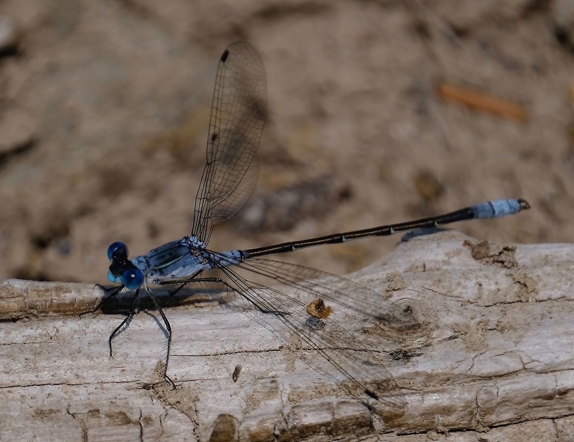 Lyre-tipped Spreadwing  Geotagged,Lestes Unguiculatus,Lyre-tipped Spreadwing,Summer,United States,damselfly