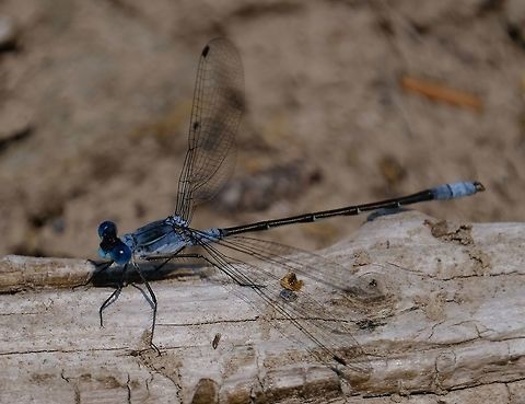 Lyre-tipped Spreadwing  Geotagged,Lestes Unguiculatus,Lyre-tipped Spreadwing,Summer,United States,damselfly