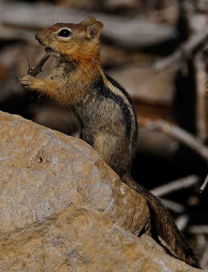Yum  Callospermophilus lateralis,Geotagged,Golden-mantled ground squirrel,Summer,United States,ground squirrel