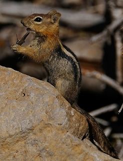 Yum  Callospermophilus lateralis,Geotagged,Golden-mantled ground squirrel,Summer,United States,ground squirrel