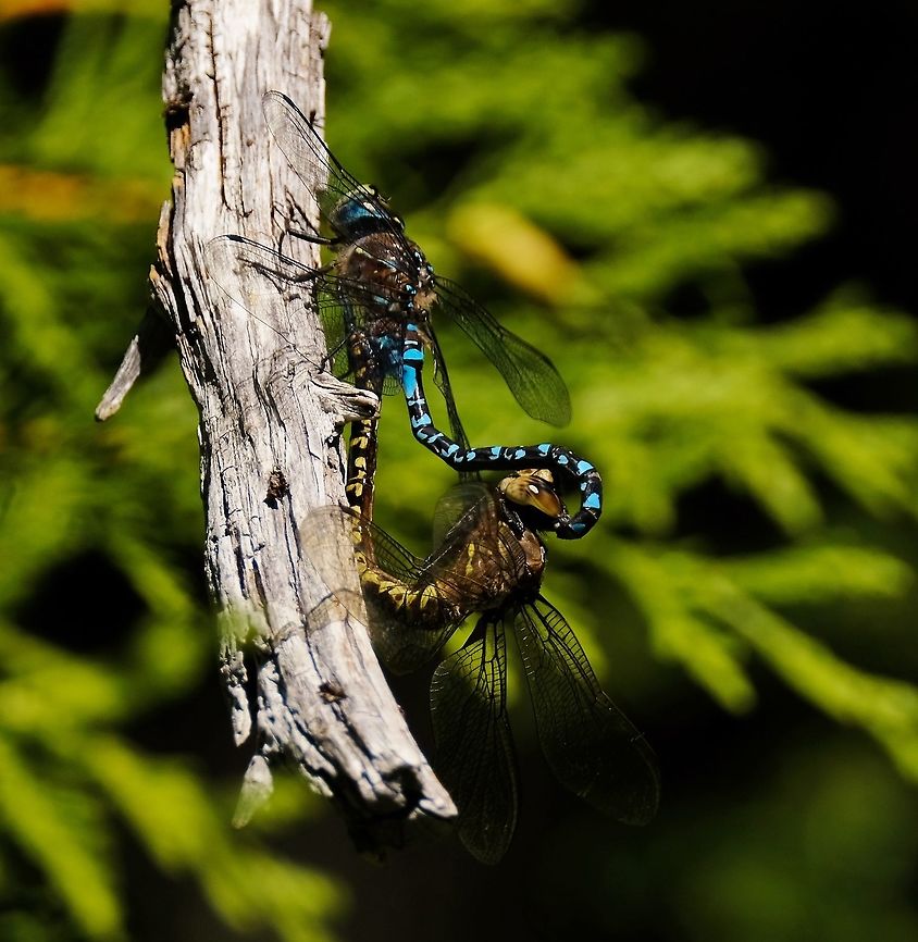 Canada Darner  Aeshna canadensis,Canada darner,Dragonfly,Geotagged,Summer,United States