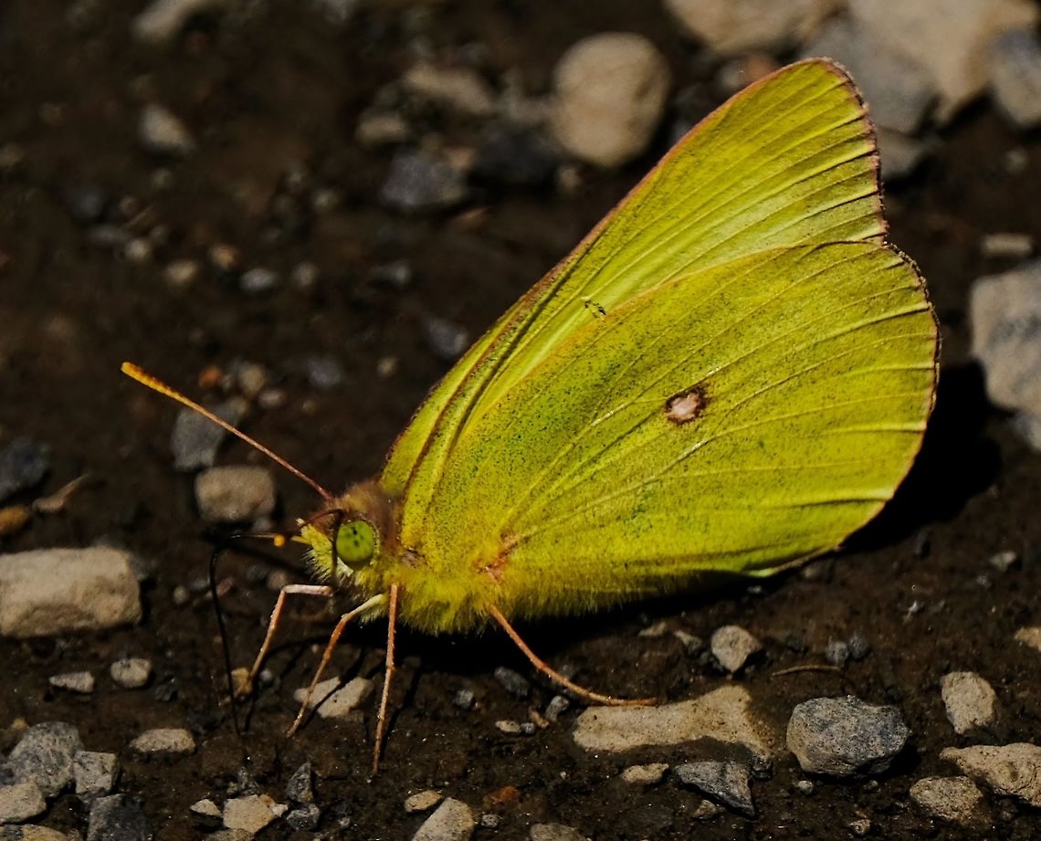 Orange Sulphur  Colias eurytheme,Geotagged,Orange Sulphur,Summer,United States,butterflies