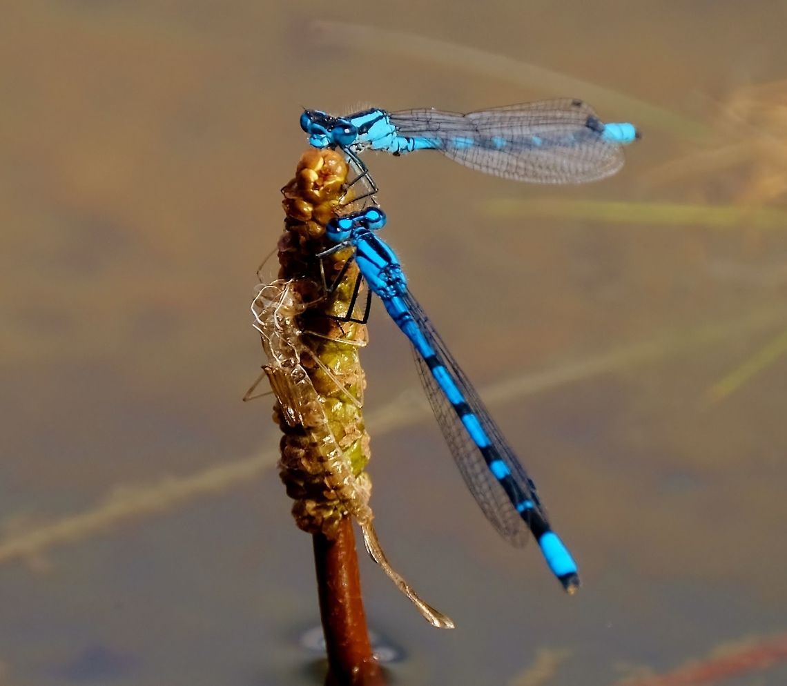 Damselfly skeleton  Geotagged,Summer,United States,damselfly