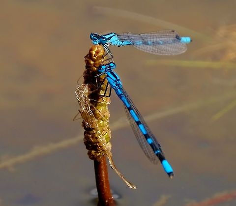 Damselfly skeleton  Geotagged,Summer,United States,damselfly