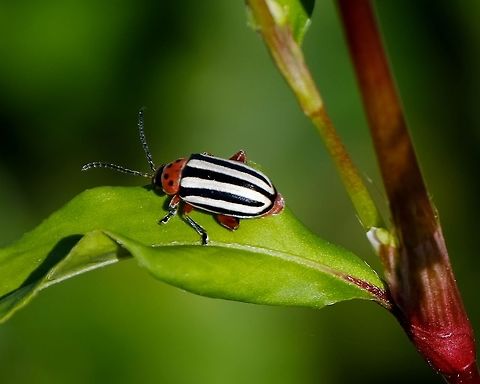 Striped willow leaf beetle.  Beetles,Disonycha alternata,Summer,United States,disonycha alternata