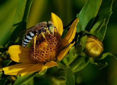 Western Sand Wasp.  Geotagged,Summer,United States,Wasp,americana,bembix americana
