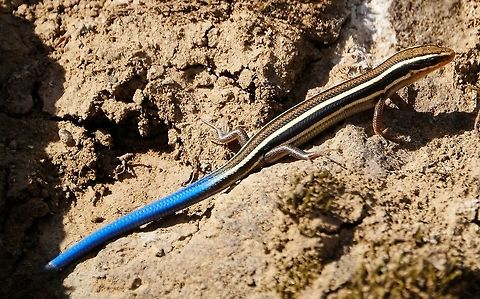 Western Skink  Geotagged,Lizard,Plestiodon skiltonianus,Summer,United States,Western Skink