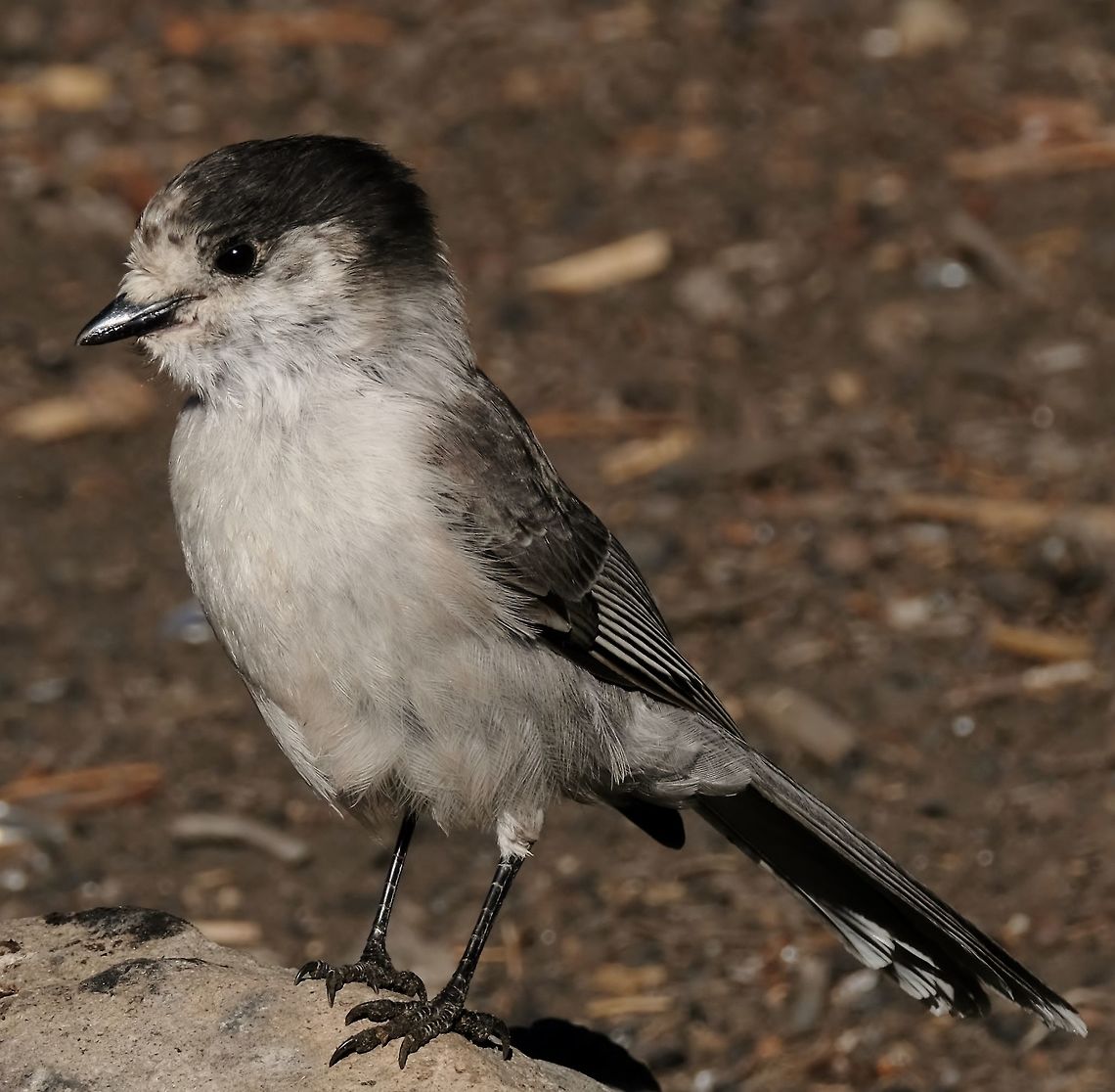 Gray Jay  Fall,Geotagged,Gray Jay,Perisoreus canadensis,United States,bird