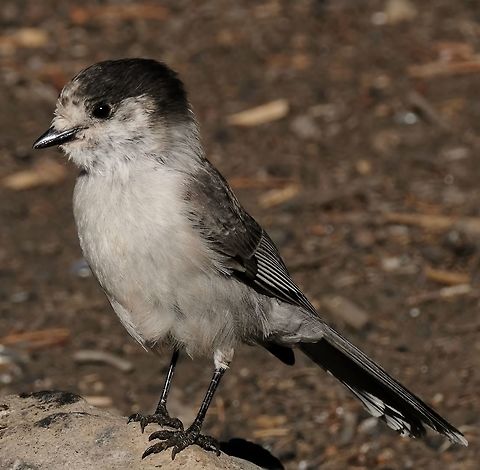 Gray Jay  Fall,Geotagged,Gray Jay,Perisoreus canadensis,United States,bird