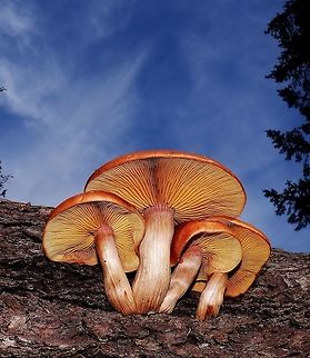 Unknown mushroom  Fall,Geotagged,Mushrooms,United States