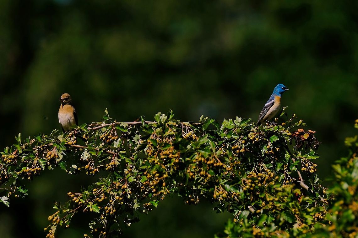 Lazuli Bunting Male and Female  Geotagged,Lazuli bunting,Passerina amoena,Summer,United States,amoena,lazuli bunting,songbird