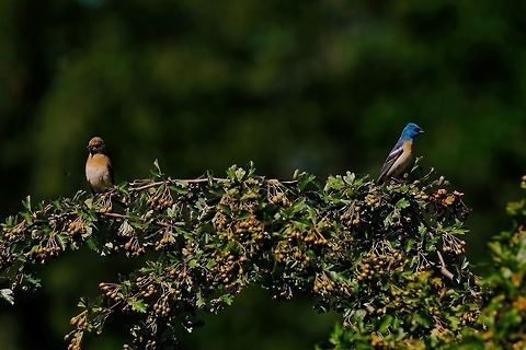 Lazuli Bunting Male and Female  Geotagged,Lazuli bunting,Passerina amoena,Summer,United States,amoena,lazuli bunting,songbird