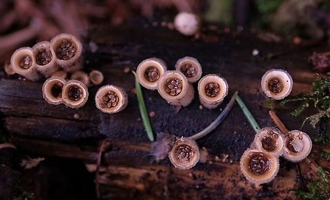 Common gel-bird's nest  Fungust,Geotagged,Nidula candida,United States,Winter