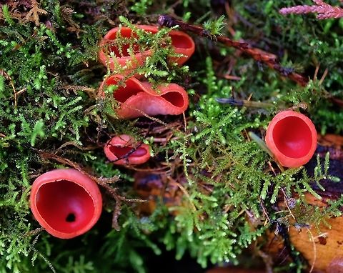 Scarlet cup mushroom  Fungus,Geotagged,Sarcoscypha coccinea,Sarcoscypha dudleyi,Sarcoscypha occidentalis,Scarlet elf cup,Stalked scarlet cup,United States,Winter,sarcoscypha dudleyi
