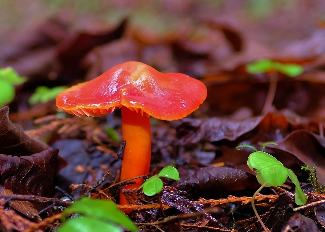 LRRH  Geotagged,Hygrocybe coccinea,Mushrooms,Scarlet hood,United States,Winter