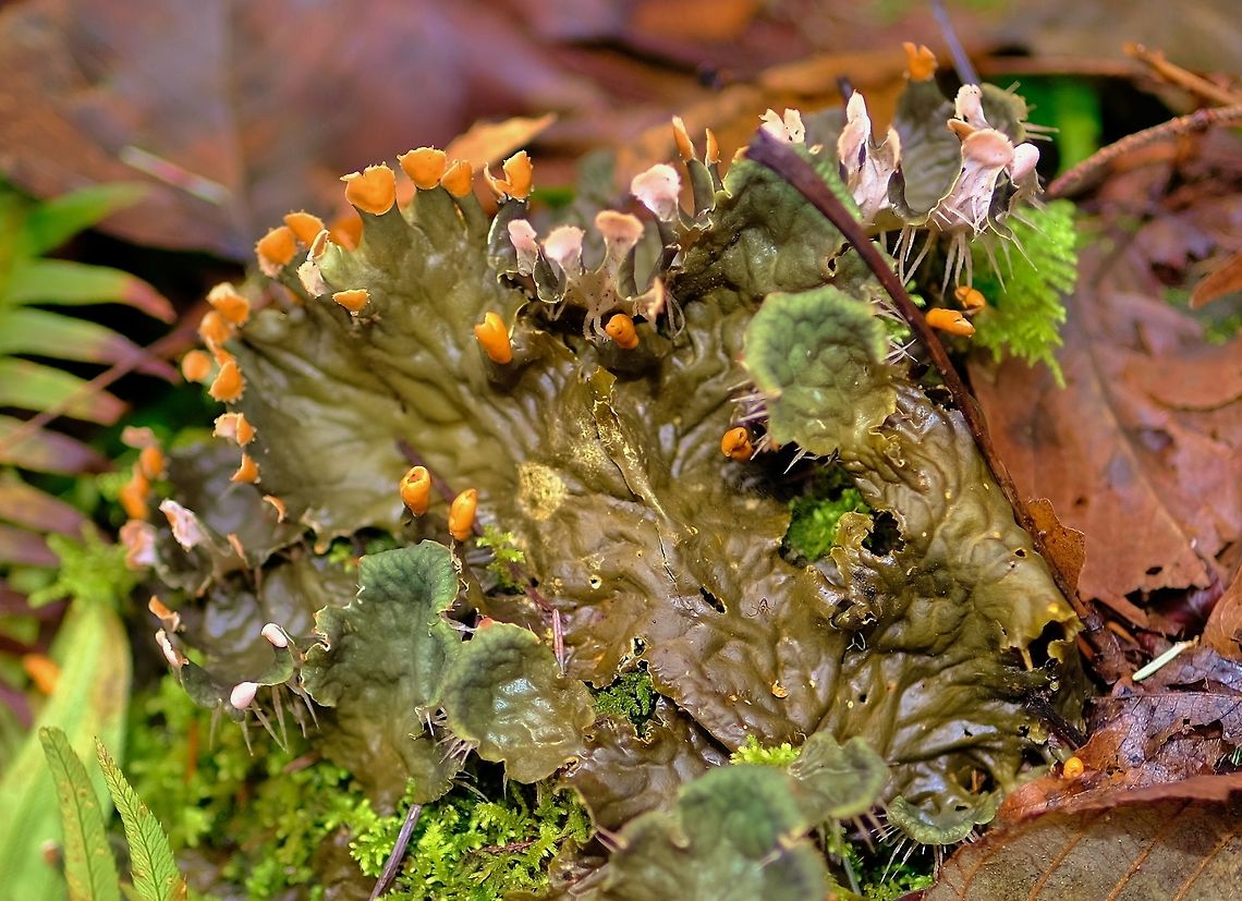 Dog Lichen  Geotagged,Lichen,Peltigera membranacea,United States,Winter