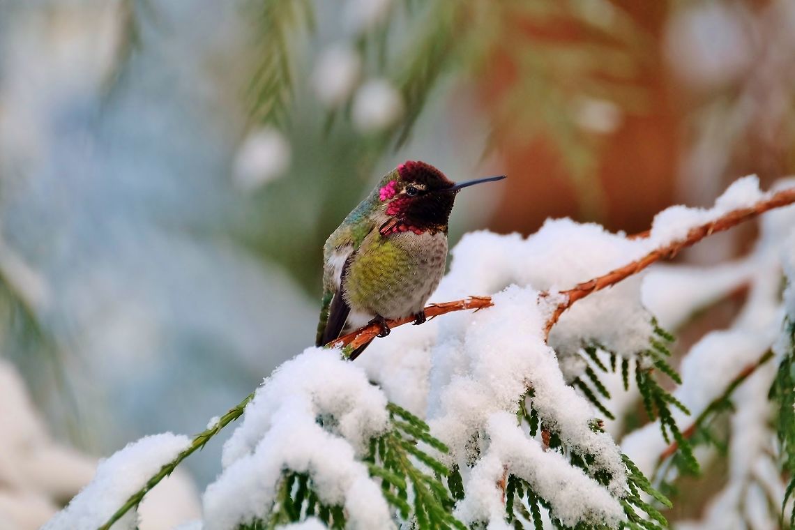 Anna's Hummingbird  Annas hummingbird,Calypte anna,Geotagged,Hummingbird,United States,Winter