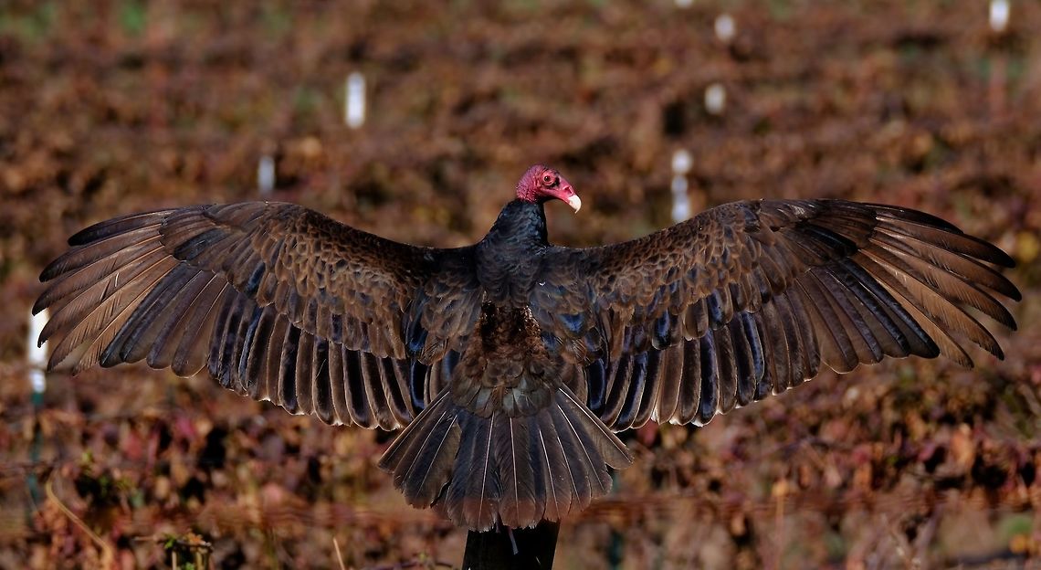 Turkey Buzzard  Bird,Cathartes aura,Geotagged,Spring,Turkey Vulture,United States