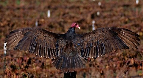 Turkey Buzzard  Bird,Cathartes aura,Geotagged,Spring,Turkey Vulture,United States