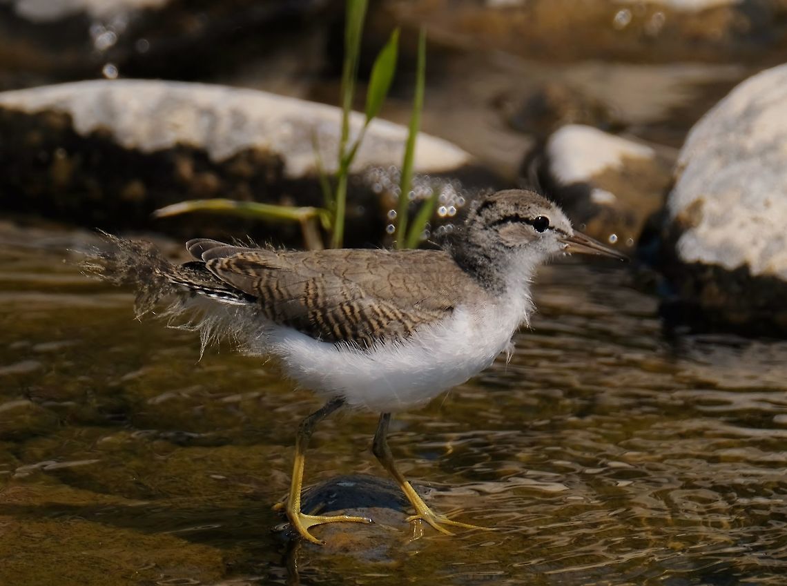 Juvenile Spotted sandpiper Actitis macularius,Geotagged,Shorebird,Spotted sandpiper,Summer,United States