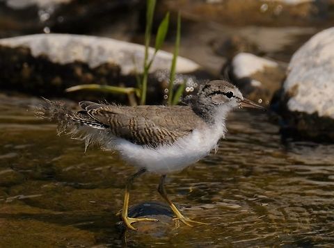 Juvenile Spotted sandpiper Actitis macularius,Geotagged,Shorebird,Spotted sandpiper,Summer,United States