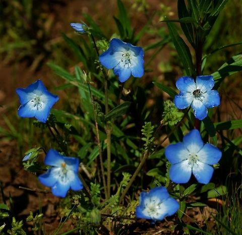 Baby Blue Eyes  Baby blue eyes,Geotagged,Nemophila menziesii,Spring,United States,Wildflowers of Oregon.