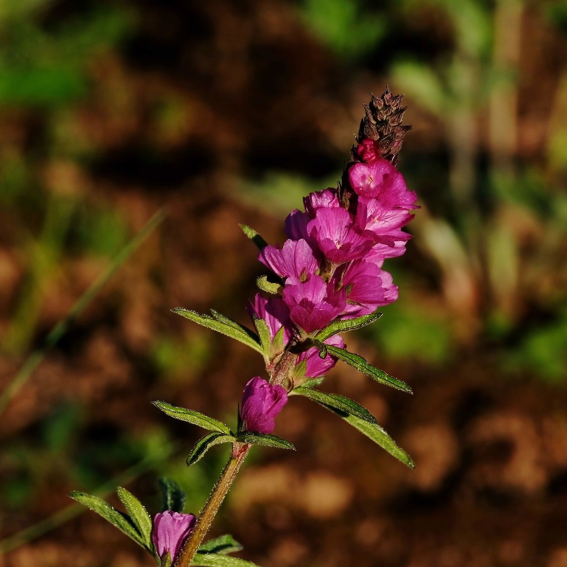 Henderson's checker mallow Sidalcea hendersonii  Geotagged,Sidalcea hendersonii,Spring,United States,Wildflowers,sidalcea hendersonii