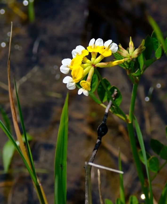 Bog Deervetch  Wildflowers