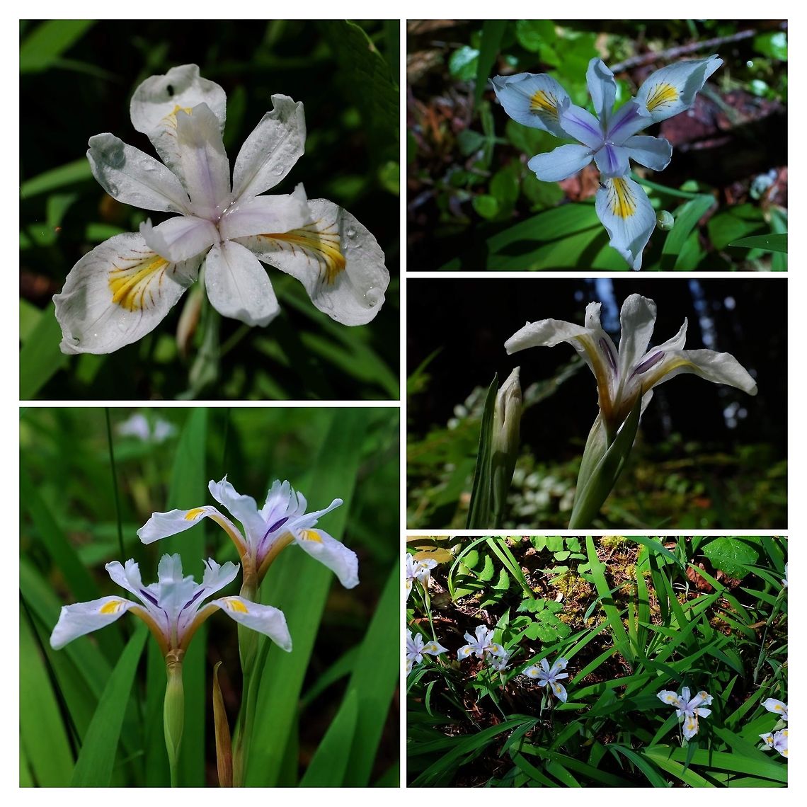 Clackamas Iris  Clackamas iris,Geotagged,Iris tenuis,Spring,United States,Wildflowers