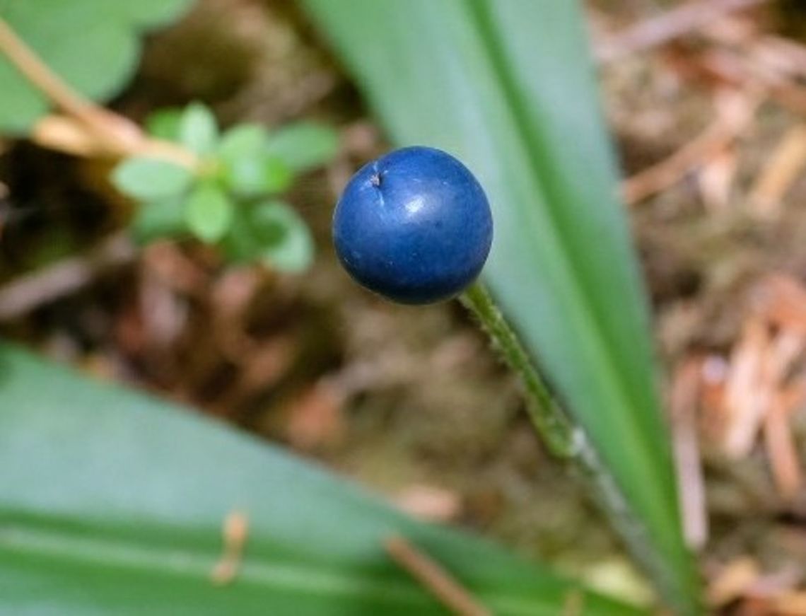 Queen's cup  Clintonia uniflora,Geotagged,United States,Wildflowers,brides bonnet or queens cup
