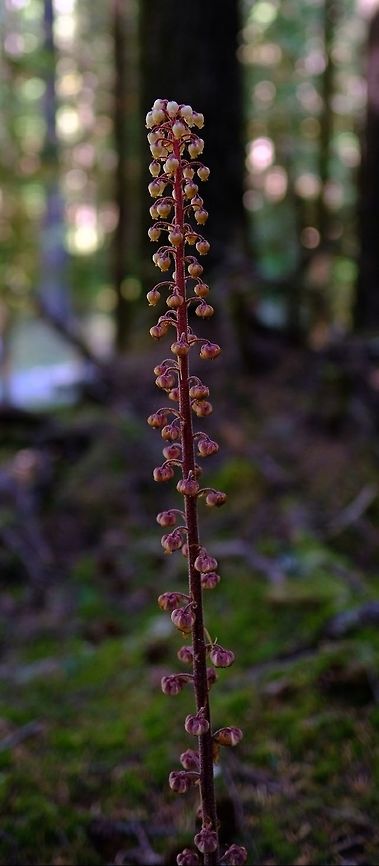 Woodland pinedrops  Geotagged,Pinedrops,Pterospora andromedea,United States,Wildflowers